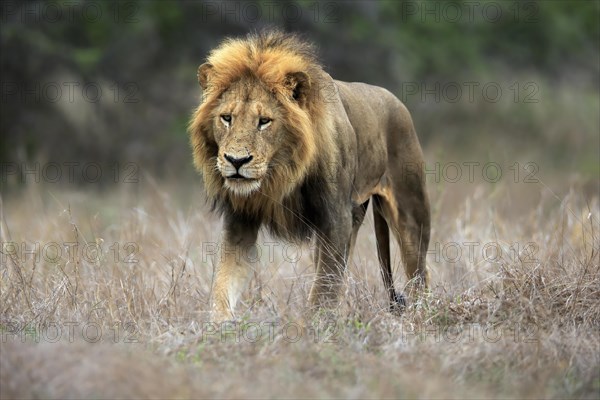 Lion (Panthera leo), adult, male, stalking, vigilant, Sabi Sand Game Reserve, Kruger National Park, Kruger National Park, South Africa, Africa