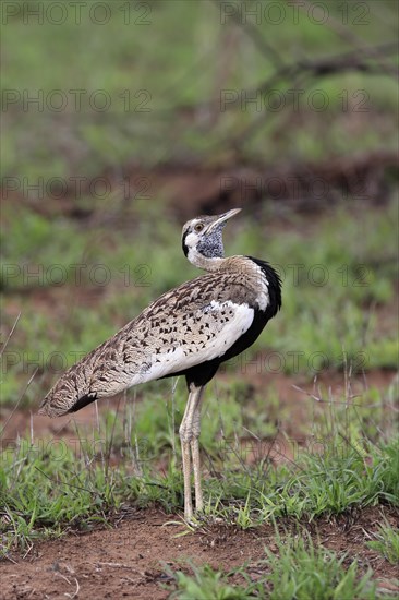 Red-crested Bustard, (Lophotis ruficrista), adult, calling, Kruger National Park, Kruger National Park, South Africa, Africa