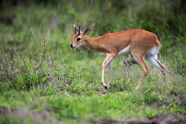 Steenbok (Raphicerus campestris), adult, male, foraging, vigilant, dwarf antelope, Kruger National Park, Kruger National Park, South Africa, Africa