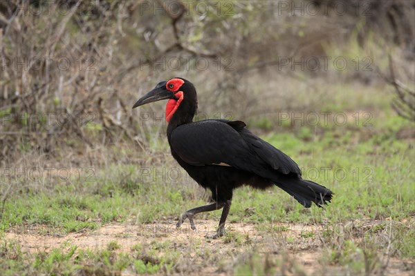 Southern ground hornbill (Bucorvus leadbeateri), adult, foraging, running, alert, Kruger National Park, Kruger National Park, South Africa, Africa