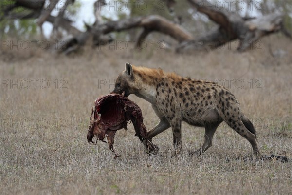 Spotted hyena (Crocuta crocuta), adult, with prey, carrying prey, running, Sabi Sand Game Reserve, Kruger National Park, Kruger National Park, South Africa, Africa