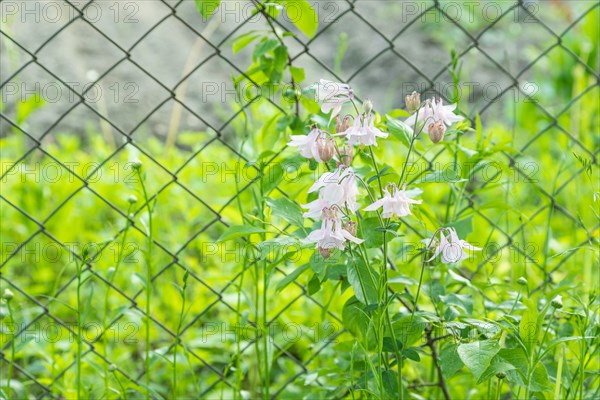 Beautiful columbine or aquilegia pink flowers in the garden, selective focus