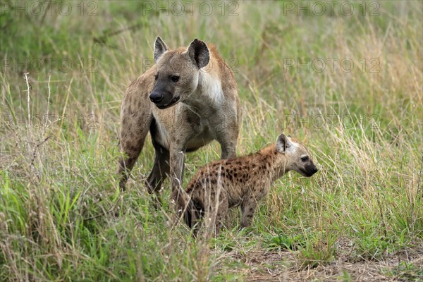 Spotted hyena (Crocuta crocuta), adult, young animal, mother with young animal, social behaviour, Kruger National Park, Kruger National Park, South Africa, Africa