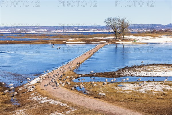 View of a flock of cranes (grus grus) by a lake with ice and snow on an early spring day, Hornborgasjoen, Sweden, Europe