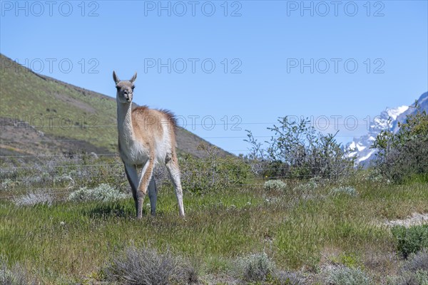 Guanaco (Llama guanicoe), Huanako, Torres del Paine National Park, Patagonia, End of the World, Chile, South America