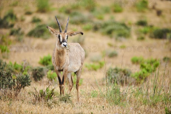 Roan Antelope (Hippotragus equinus) in the dessert, captive, distribution Africa