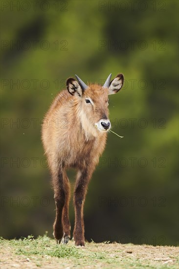 Waterbuck (Kobus defassa) in the dessert, captive, distribution Africa