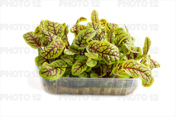 Plastic box with microgreen sprouts of sorrel isolated on white background. Side view, close up