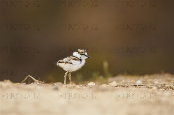 Little ringed plover (Charadrius dubius) chick on the ground, France, Europe