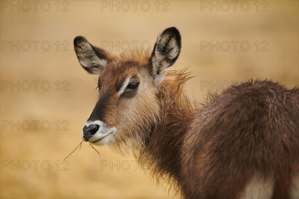 Waterbuck (Kobus defassa), portrait, captive, distribution Africa