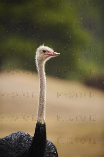 Common ostrich (Struthio camelus), portrait, captive, distribution Africa