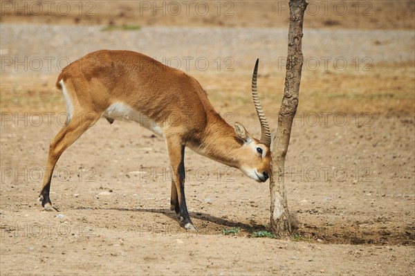 Southern lechwe (Kobus leche) in the dessert, captive, distribution Africa