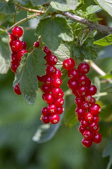 Redcurrants (Ribes rubrum), redcurrant bush, Palatinate, Rhineland-Palatinate, Germany, Europe