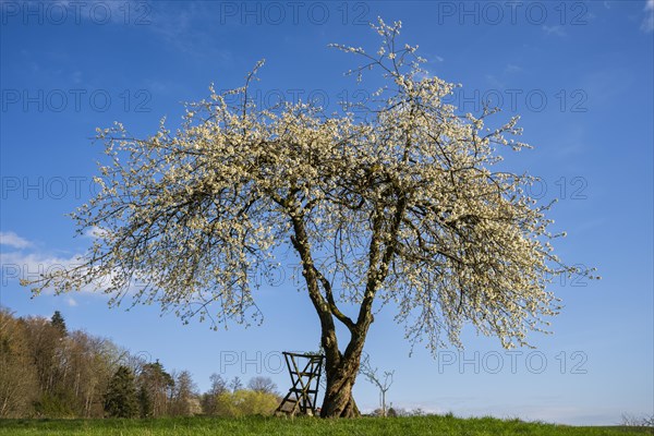 Landscape with a single white blossoming fruit tree in a meadow in spring, the sky is blue, the sun is shining. Between Neckargemuend and Wiesenbach, Rhine-Neckar district, Kleiner Odenwald, Baden-Wuerttemberg, Germany, Europe