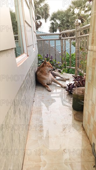 A dog sits peacefully on a tiled balcony surrounded by potted plants and a view of the outdoors
