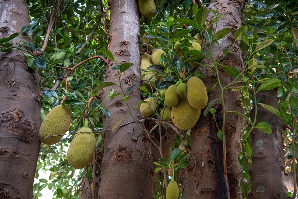 Jackfruit tree (Artocarpus heterophyllus), on a tree, Auroville, near Pondicherry or Puducherry, Tamil Nadu, India, Asia
