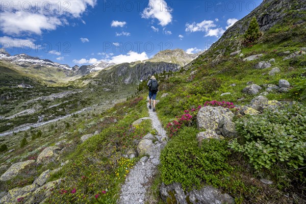 Mountaineers on a hiking trail in front of a picturesque mountain landscape, rocky mountain peaks with snow, valley Zemmgrund with Zemmbach, Berliner Hoehenweg, Zillertal Alps, Tyrol, Austria, Europe