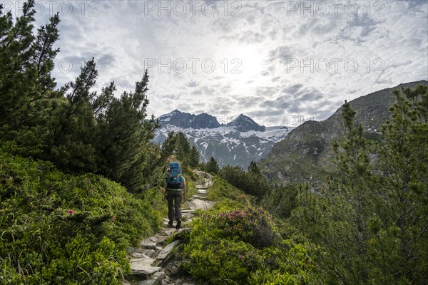 Mountaineer on a hiking trail in a picturesque mountain landscape with alpine roses, mountain peak Grosser Moerchner in the background, Berliner Hoehenweg, Zillertal Alps, Tyrol, Austria, Europe
