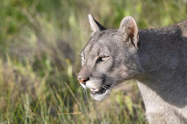 Cougar (Cougar concolor), silver lion, mountain lion, cougar, panther, small cat, animal portrait, Torres del Paine National Park, Patagonia, end of the world, Chile, South America