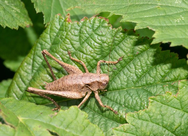 Dark bush-cricket (Pholidoptera griseoaptera) or common bush cricket, female, sitting on bramble leaf (Rubus sect. Rubus), macro photo, close-up, Mecklenburg Lake District, Mecklenburg-Western Pomerania, Germany, Europe