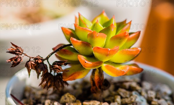 Closeup of green succulent cactus in bowl of brown pebbles with blurred background