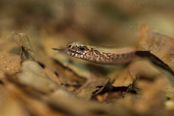 Western slow worm (Anguis fragilis), male, camouflaged between brown leaves on forest floor, with visible tongue, lambent, close-up, Usedom Island, Mecklenburg-Western Pomerania, Germany, Europe