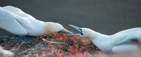 Two northern gannet (Morus bassanus) (synonym: Sula bassana) in their nests, territorial demarcation with open beaks and heads stretched forward, imposing behaviour, nests with a lot of plastic waste, old cords, parts of ghost nets, old fishing nets, plastic waste, ropes, plastic and rubbish, symbolic image marine pollution, danger from plastic waste, sea in the background, northern gannet colony Lummenfelsen, Helgoland, North Sea, Schleswig-Holstein, Germany, Europe
