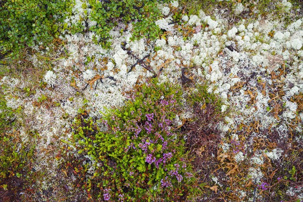 Broom common heather (Calluna vulgaris), true reindeer lichen (Cladonia rangiferina), dwarf birch (Betula nana), mosses, lichen, nature photograph, Tynset, Innlandet, Norway, Europe
