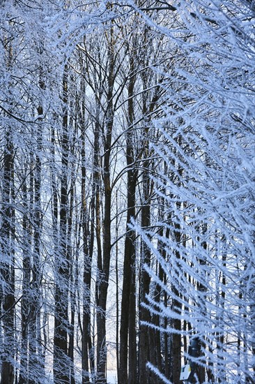 Snow-covered winter forest near Polling an der Ammer. Polling, Paffenwinkel, Upper Bavaria, Germany, Europe