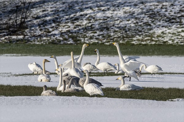 Whooper Swans (Cygnus cygnus) and tundra swans (Cygnus bewickii), Emsland, Lower Saxony, Germany, Europe