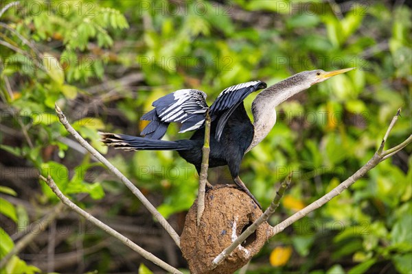 American darter (Anhinga anhinga) Pantanal Brazil