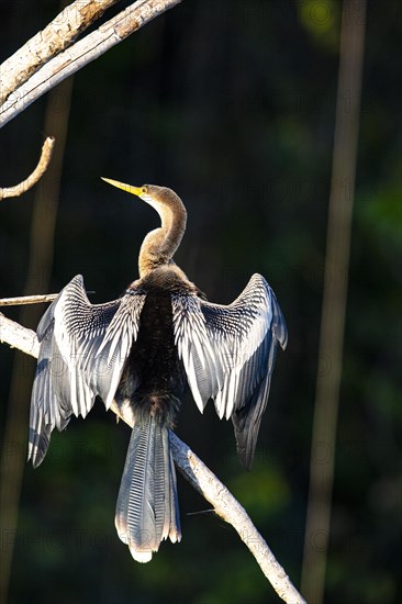 American darter (Anhinga anhinga) Pantanal Brazil