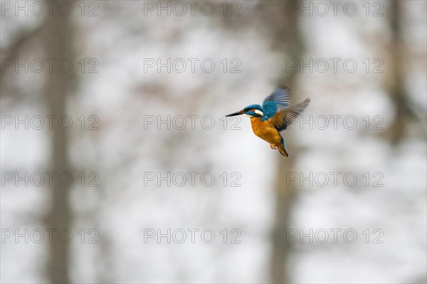 Common kingfisher (Alcedo atthis), flying, shaking flight, Hesse, Germany, Europe