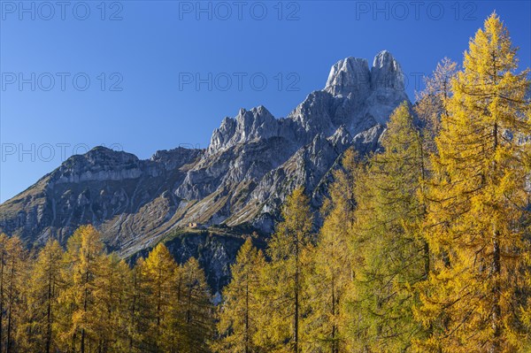 Golden larches in autumn in front of mountain peaks, Bischofsmuetze, Dachstein Mountains, Austria, Europe