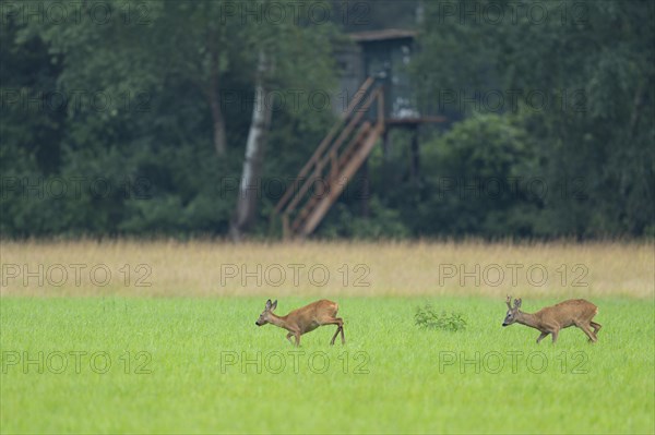 European roe deer (Capreolus capreolus), buck and doe in rut, leaf time, in a meadow, behind a high seat for hunting, wildlife, Lower Saxony, Germany, Europe