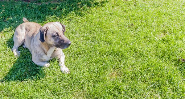 Large brown dog in grass on sunny day on Princess Island in Turkey