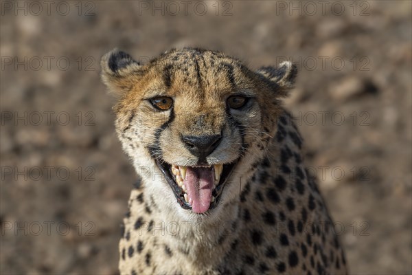 Cheetah (Acinonyx jubatus) in a threatening posture, Khomas region, Namibia, Africa
