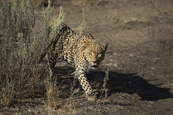 Leopard (Panthera pardus), Khomas region, Namibia, Africa