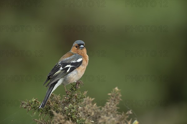 Common chaffinch (Fringilla coelebs) adult bird on a Gorse bush, Suffolk, England, United KIngdom