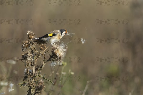 European goldfinch (Carduelis carduelis) adult bird feeding on a Spear thistle seed head, Lincolnshire, England, United Kingdom, Europe