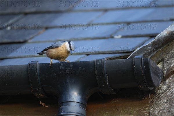 European nuthatch (Sitta europaea) adult bird on a house gutter, Wales, United Kingdom, Europe