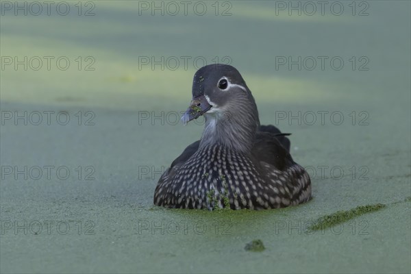 Mandarin duck (Aix galericulata) adult female bird on a lake, Suffolk, England, United Kingdom, Europe