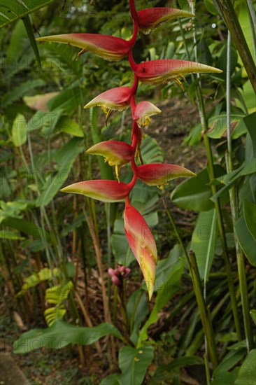 Orchid and bromeliad flower beds in botanical garden, selective focus, copy space, malaysia, Kuching orchid park