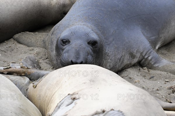 California sea lions, Adult and subadult male California sea lion (Zalophus californianus), Monterey Bay, Pacific Ocean, California, USA, North America