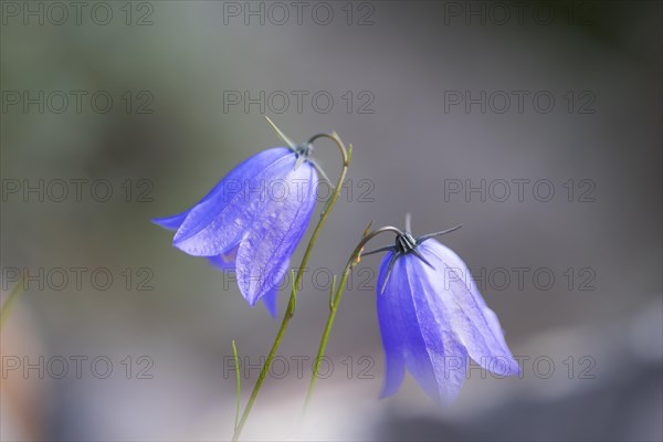 Round-leaved bellflower (Campanula rotundifolia), close-up, nature photograph, Norway, Tinn, Vestfold, Europe