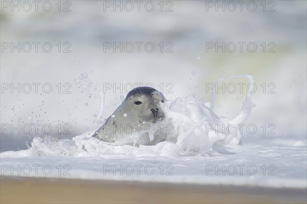 Common or Harbor seal (Phoca vitulina) adult with a wave breaking over it in the sea, Norfolk, England, United Kingdom, Europe
