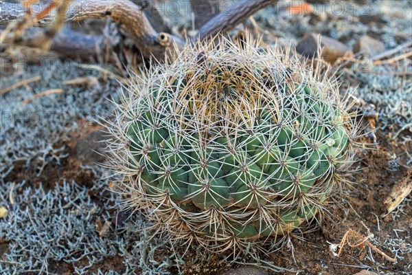 Gymnocalycium pflanzii