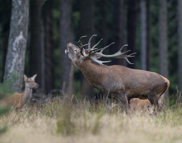 Red deer (Cervus elaphus) and hind, red deer standing on a forest meadow, the deer roars, captive, Germany, Europe