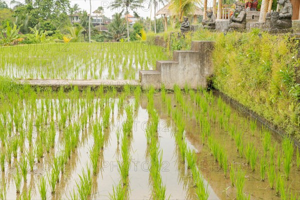 Rice terraces, Campuhan ridge walk, Bali, Indonesia, track on the hill with grass, large trees, jungle and rice fields. Travel, tropical, Ubud, Asia