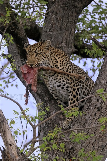 Leopard (Panthera pardus), adult, in tree, with prey, Sabi Sand Game Reserve, Kruger NP, Kruger National Park, South Africa, Africa